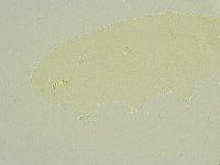 Isohypsibius tuberculatus image