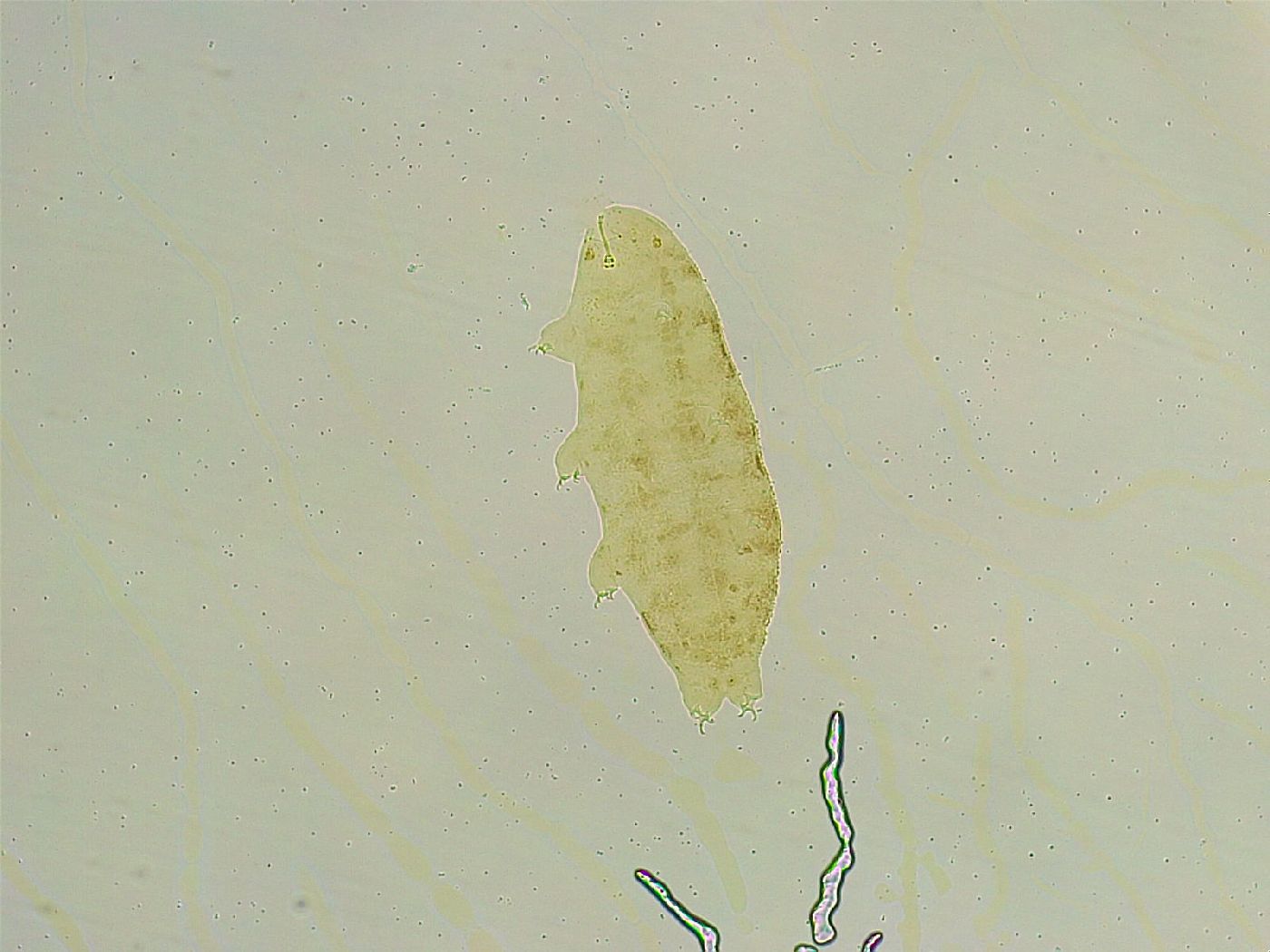 Isohypsibius tuberculatus image
