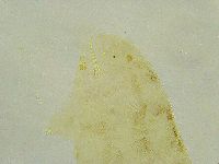 Isohypsibius tuberculatus image