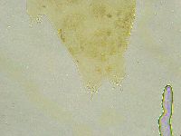 Isohypsibius tuberculatus image