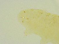 Isohypsibius tuberculatus image
