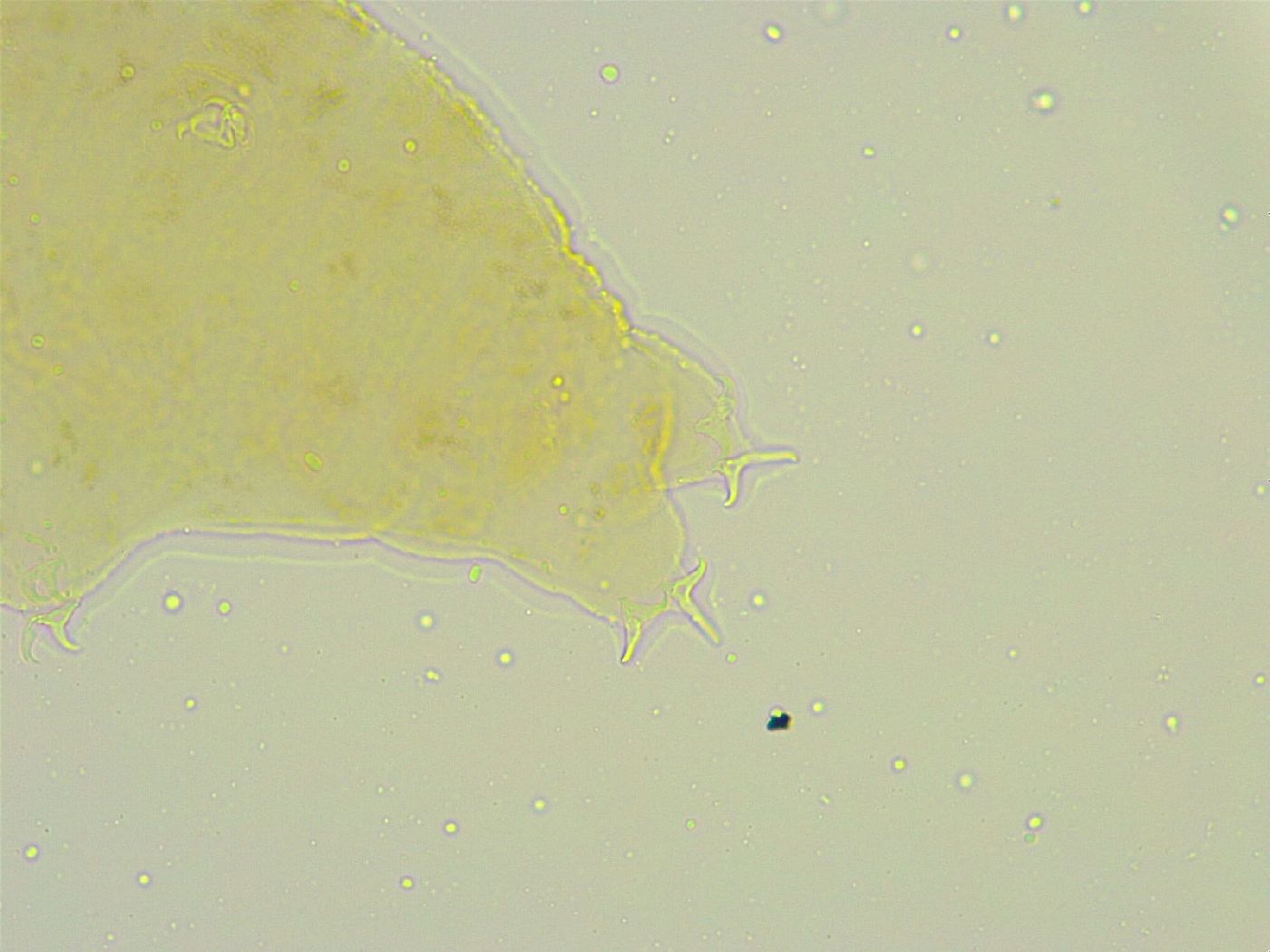 Isohypsibius tuberculatus image