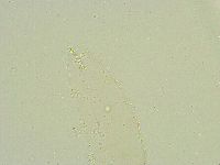 Isohypsibius wilsoni image