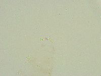 Isohypsibius wilsoni image