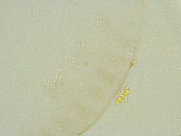 Isohypsibius wilsoni image