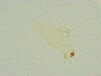 Isohypsibius wilsoni image