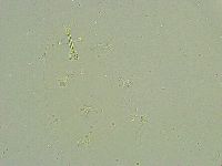 Isohypsibius wilsoni image