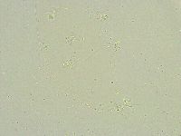Isohypsibius wilsoni image