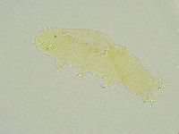Isohypsibius wilsoni image