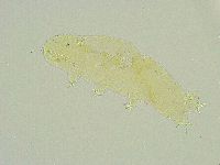Isohypsibius wilsoni image