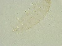 Isohypsibius wilsoni image