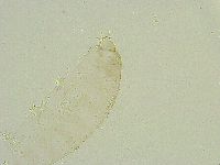 Isohypsibius wilsoni image