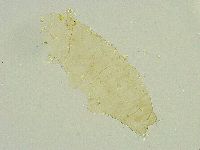 Isohypsibius wilsoni image