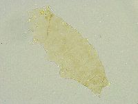Isohypsibius wilsoni image