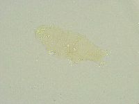 Isohypsibius wilsoni image