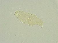 Isohypsibius wilsoni image
