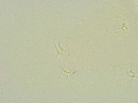 Isohypsibius wilsoni image