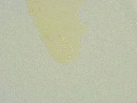Isohypsibius wilsoni image