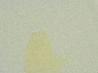 Isohypsibius wilsoni image