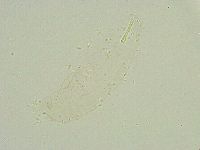 Isohypsibius wilsoni image