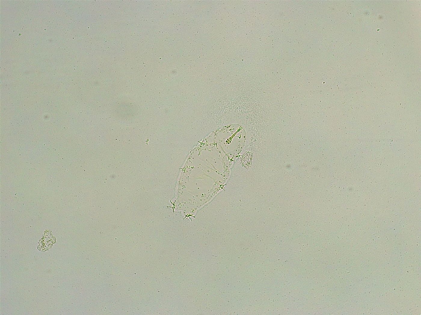 Isohypsibius wilsoni image