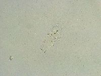 Isohypsibius wilsoni image