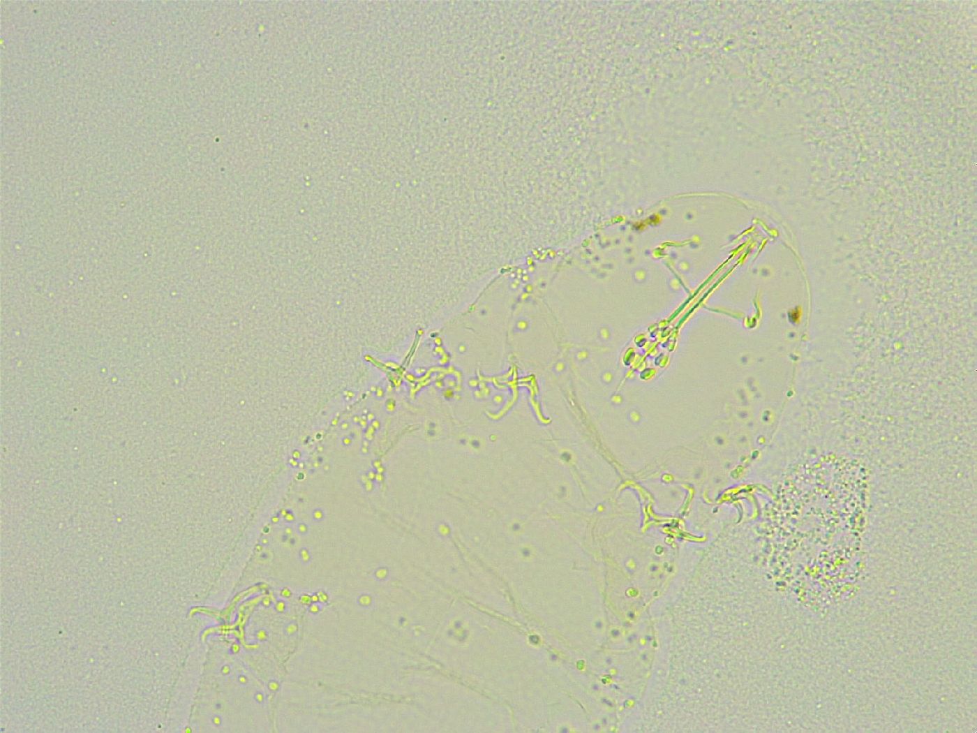 Isohypsibius wilsoni image