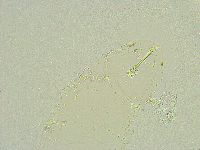 Isohypsibius wilsoni image