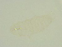 Isohypsibius wilsoni image