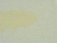 Isohypsibius wilsoni image