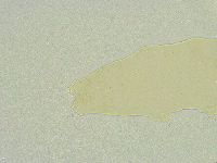 Isohypsibius wilsoni image