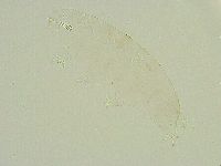 Isohypsibius wilsoni image