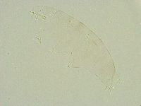 Isohypsibius wilsoni image