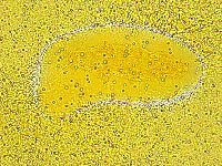 Isohypsibius wilsoni image