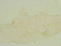 Thulinius saltursus image