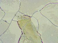 Thulinius saltursus image