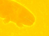 Thulinius saltursus image