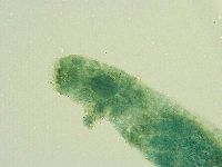 Thulinius saltursus image