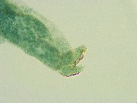 Thulinius saltursus image