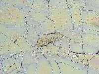 Thulinius saltursus image