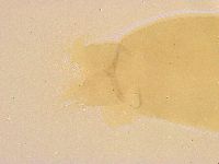 Thulinius saltursus image