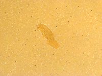 Thulinius saltursus image