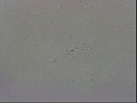 Thulinius saltursus image