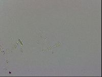 Thulinius saltursus image