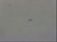 Thulinius saltursus image