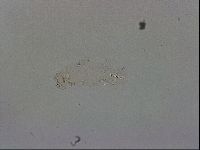 Thulinius saltursus image