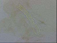 Thulinius saltursus image