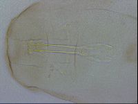 Thulinius saltursus image