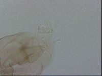 Thulinius saltursus image