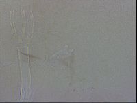 Thulinius saltursus image
